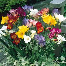 Buy Single Freesia Mixed J Parker Dutch Bulbs