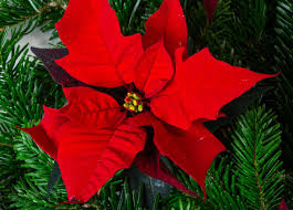 Weihnachtsstern Euphorbia Poinsettia Günstig Online Kaufen