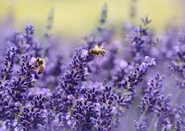 Summerville ga real estate & homes for sale. Georgia Honey Farm