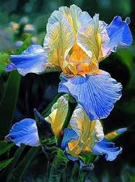 Maybe you would like to learn more about one of these? 5d Diamond Painting Blue And Yellow Iris Kit Iris Painting Iris Flowers Oil Painting Flowers