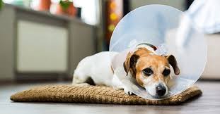 The dog cancer diet, as outlined by dr. Canine Lumps And Bumps Superficial Tumors On Dogs