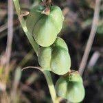 Image result for Dipcadi viride