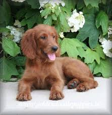 At elmwood golden irish we strive to provide golden irish puppies that are high quality, family friendly dogs. Golden Retriever Irish Setter Mix So Cute Irish Setter Dogs Golden Retriever Irish Setter Mix Irish Setter Mix