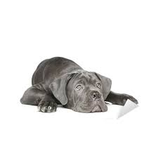 Check spelling or type a new query. Cane Corso Puppy Lying On A White Background Sticker Pixers We Live To Change