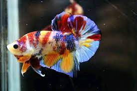 Ohmpk Candy Nemo Emerald Multicolour Ikan Cupang Ikan Ikan Akuarium