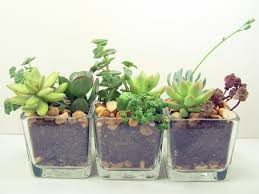 Terrarium Succulent Glass Planters Kit Desk Plants Succulent Planter Succulent Planter Diy
