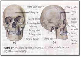Susunan kerangka manusia terdiri dari susunan berbagai macam. Rangka Penyusun Tubuh Manusia Byan S Blog