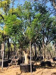 ต้นจามจุรี ขนาด20นิ้ว สูง5-6เมตร ฟอร์มสวยๆครับ #ไม้ลีลา #ไม้ฟอร์มสวย #ไม้มงคล #ไม้ใหญ่ #ไม้ขุดล้อม #ย้ายไม้ที่กีดขวางเส้นทางโดยไม่ต้องตัดทิ้ง 📣 📣 บริการ จัดหา ขนส่ง ปลูก ไม้ใหญ่ 📣 📣 สนใจติดต่อคุณมดไม้ล้อม โทร/ไลน์ 0653549747 หรือทักไลน์ https ...