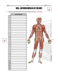 There are more than 600 skeletal muscles, and they makes up about 40 percent of a person's body weight. Quiz Skeletal Muscles Of The Body Anterior And Posterior Hs Ls1