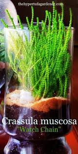 Make sure this fits by entering your model number.; Under The Sea Crassula Muscosa In My Succulent Terrarium The Hypertufa Gardener