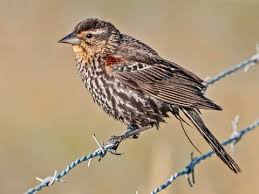 Detroit red wings online fanshop. Red Winged Blackbird Identification All About Birds Cornell Lab Of Ornithology