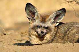 We did not find results for: African Animals List Facts Conservation Status Pictures