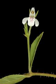 Image result for Justicia anagalloides