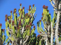 Image result for Euphorbia distinctissima