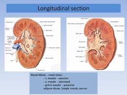 Do tumors with sinus fat involvement behave the same as those with… Gross Anatomy Of The Kidney And The Ureter Ppt Download