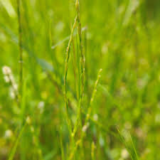 Image result for Digitaria brazzae