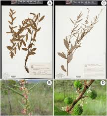 Image result for Malvaceae: Byttnerioideae, Helicteroideae