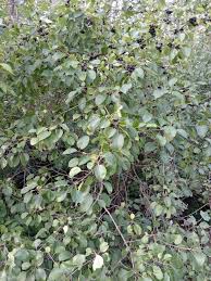 Image result for Rhamnus staddo