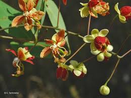 Image result for Cassia burttii