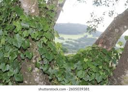 Image result for Zehneria