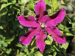 Plant clematis seeds for stunning blooms in your garden. Waldrebe Huvi Clematis Huvi Baumschule Horstmann