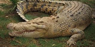 Hingga kini, buaya putih itu masih setia menjaga danau itu. Penampakan Buaya Putih Gegerkan Warga Bantaran Kali Porong Merdeka Com