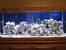 75 Gallon African Cichlid Tank