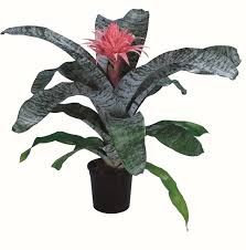 Image result for Aechmea