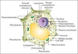 Check spelling or type a new query. Name All Works Of Oragenells Of Anlmal Cell And Plant Cell With Detail With Figure Biology Topperlearning Com Vkwzsjkk