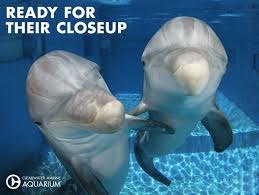 Dolphin Tale 2 Hope And Winter Clearwater Marine Aquarium Dolphin Tale Dolphins