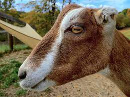 By grabbing a large object with tornado goat, a helicopter effect. How To Unlock All Goats In Goat Simulator Ios Os Today