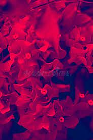 Maybe you would like to learn more about one of these? Aesthetic Dark Purple Wallpaper Stock Photo Image Of Fields Wallpaper 167336342