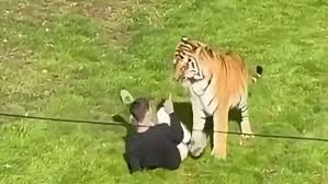 Un hombre murió tras entrar en el recinto de los tigres en un parque de vida silvestre del Reino Unido, según la policía