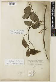 Image result for Embelia schimperi