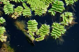 Image result for Salviniaceae