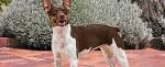 Rat Terrier Puppies For Sale - AKC PuppyFinder