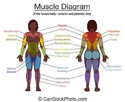 However, the muscle names often reflect something about their action. Muscle Diagram Female Body Names Muscle Diagram Of The Female Body With Accurate Description Of The Most Important Muscles Canstock