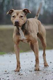 The name pitbull often conjures images in our heads of dog fights and general mayhem. Pin On Working Dogs