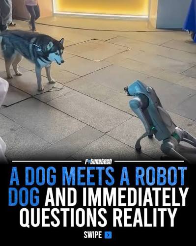 ICE spends $1.3 million on four robot dogs. Names them after Cerberus, guardian of the gates of hell