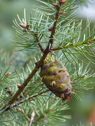 Image result for Pseudovigna