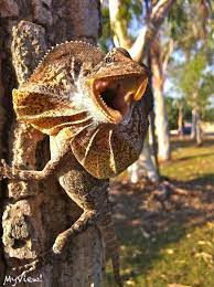 Photo By Mon Perkins - Baby Frill-neck Lizard Australia Animals Weird Creatures Australian Animals