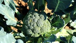 Jul 13, 2020 · hot climates are not favorable when you are growing broccoli in a pot and therefore, the best time to start your plant is in cooler seasons like in spring or in autumn. Growing Broccoli In Pots Or Containers Detailed Guide Gardening Tips And Tricks