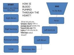 flowchart to explain the process of circulation of blood