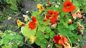 We did not find results for: How To Eat Nasturtiums Quick Tips Youtube