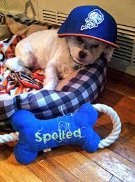 Pin On Mets Pets