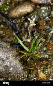 Image result for Subularia monticola