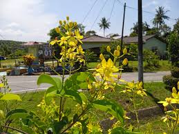 Image result for Tristellateia