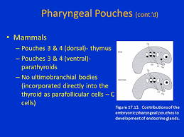 Nuclear volume (ultimobranchial and parathyroidal cells) indices (maximal length and figure 4. Comparative Anatomy Endocrine Organs Ppt Video Online Download