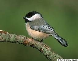 Big Black Birds In Indiana Carolina Chickadee Poecile Carolinensis Backyard Birds Birds Online Bird Species