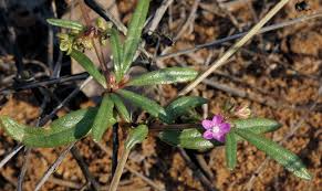 Image result for Gisekiaceae